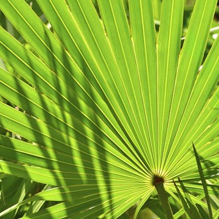 Natural active Saw Palmetto